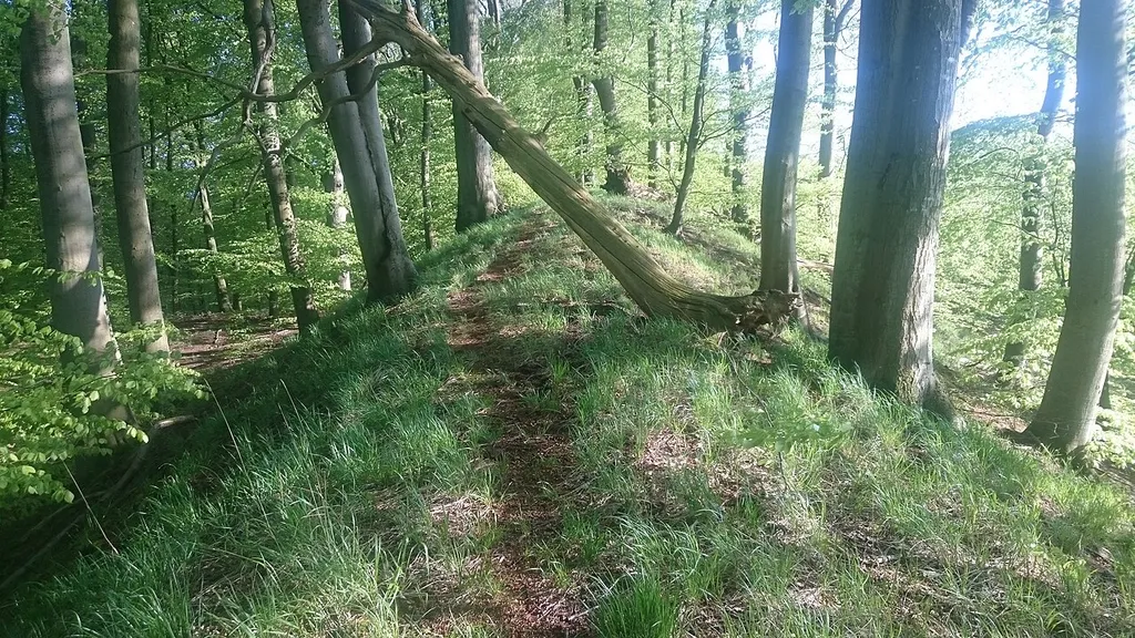 Der Wall auf der Halbinsel Thiessow: Blick südwärts über den Wall von der Zufahrt/ Durchbruch aus, 2015.