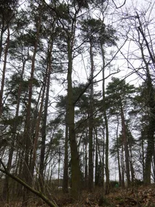 Naturdenkmal Ess-Kastanie 2 Zwischen Friedhof und Freilichtbühne in Ladeburg
