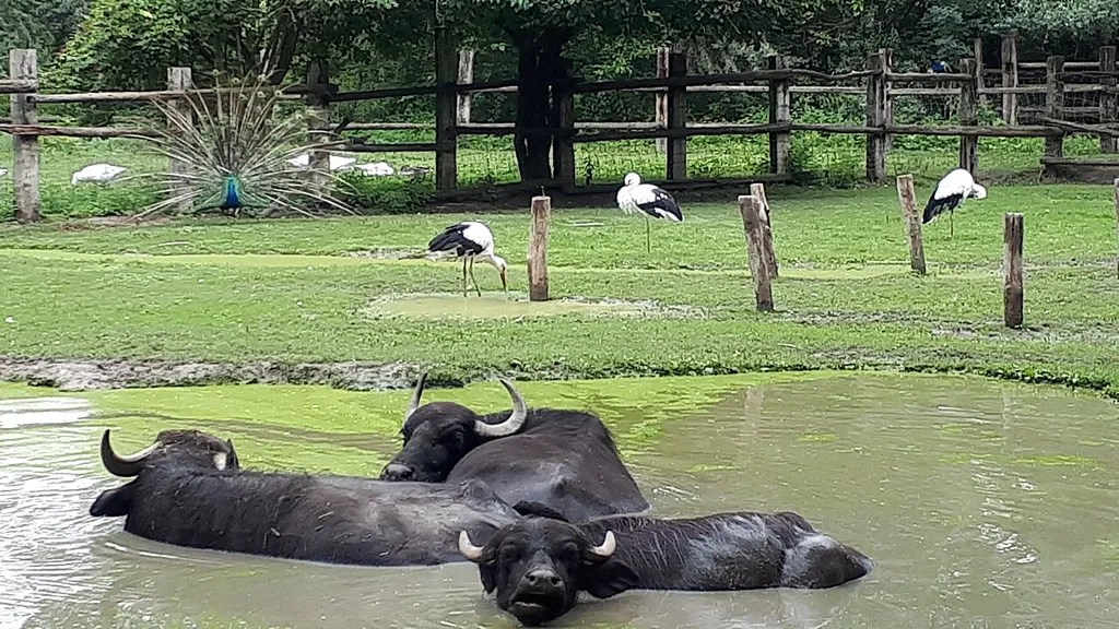 Water buffalo and white stork at Steppentierpark Pamhagen, Austria in Summer 2020
