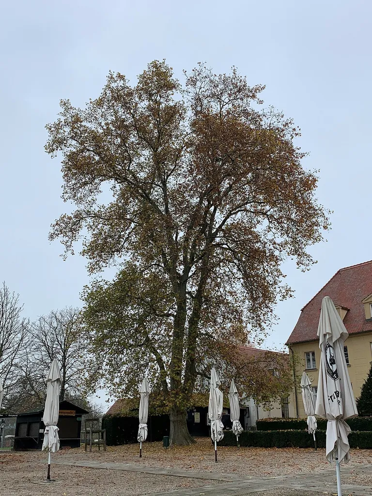 Natural monument Zwei Platanen (Platanus x hispanica) (Baumgruppe) in Diedersdorf with monument id Blattnummer: 41, Registernummer: B0733