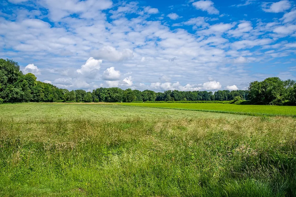 Bilder aus Freiburg Naturdenkmäler Aufnahmen vom 2. 6. 2018