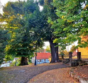 2 Linden an der Kirche