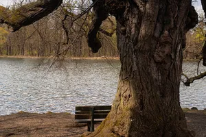 Sommerlinde am Badenburger See
