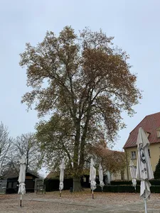 Naturdenkmal Zwei Platanen (Platanus x hispanica) (Baumgruppe) 0,15 km SW Kirche, am Gutshaus; Flur 1, Flurstück 70 (HF) in Diedersdorf