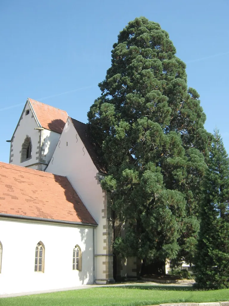 Die denkmalgeschützte evangelische Marienkirche Im Wiesaztal 10 in Bronnweiler bei Reutlingen wurde sie in der ersten Hälfte des 12. Jahrhunderts erbaut. Der Mammutbaum neben der Kirche ist ein Naturdenkmal und wurde um 1860 von König Wilhelm I. aus Samen aus der Türkei angebaut.