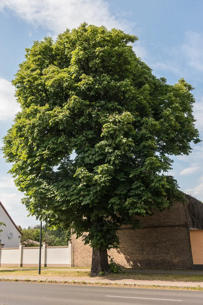 Brandenburg \ Landkreis Oberhavel \ Kremmen 189 \ Rosskastanie Sommerfeld \ Dorfstraße vor dem Grundstück Plessow, gegenüber der Kirche [Bild 1]
