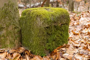 Grenzstein Fürther Stadtwald in Fürth
