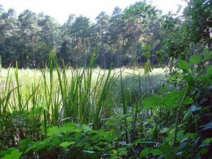 Hühnermoor
