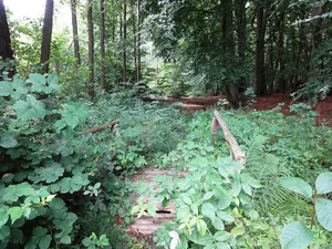 Karlsburger und Oldenburger Holz