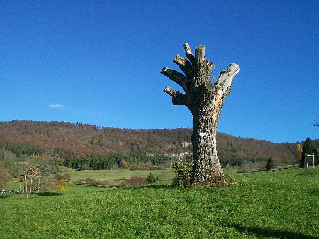 abgestorbene Eiche am Kirchköpfle bei Schlatt