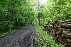 Boitzenburger Tiergarten und Strom