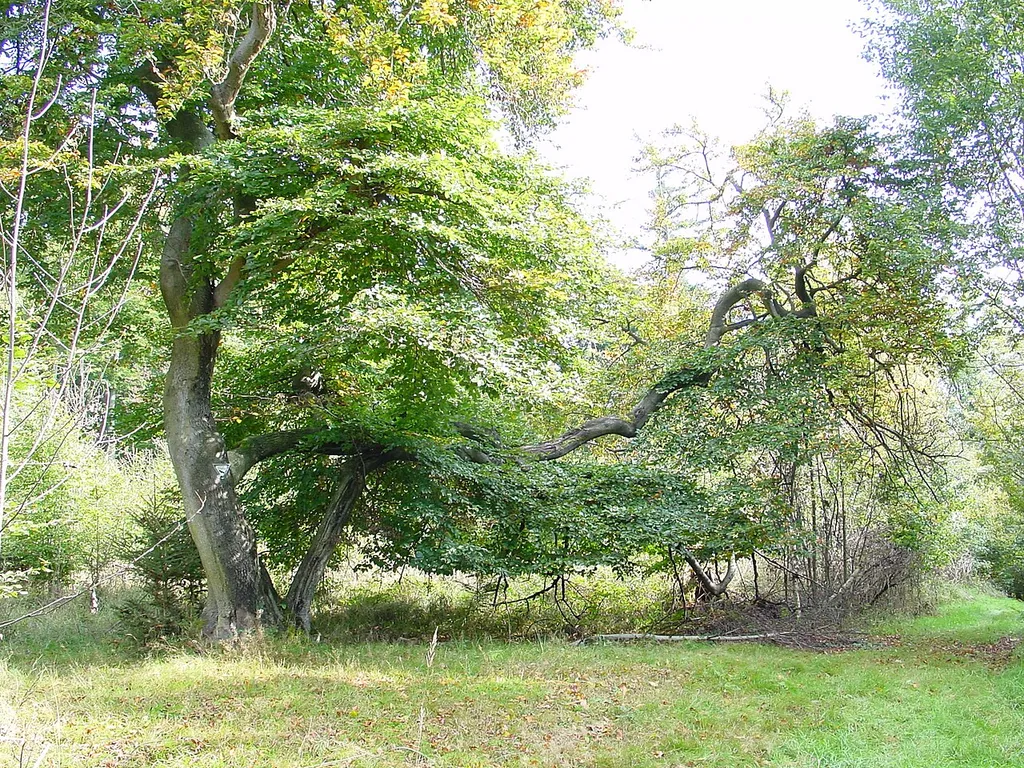 Der Baum ist aufgrund Seltenheit, Eigenart oder Schönheit geschützt. Etwa 2018 ist er abgestorben.