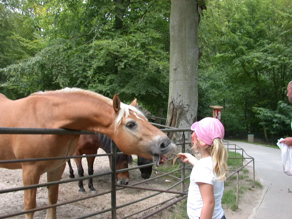 Mädchen füttert Pferd im Tierpark Sassnitz (Pferdegehege), Mädchen dem Fotografen bekannt