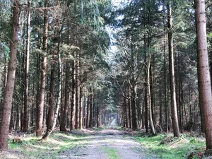 Staatsforst Alt-Osenberge, Wunderhorn, Oldenburger Sand, Tannersand mit Randgebieten