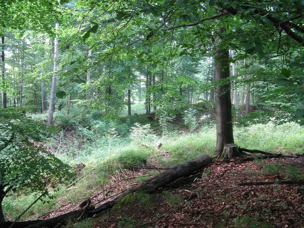 Ringwall der Kalkburg bei Herzberg am Harz