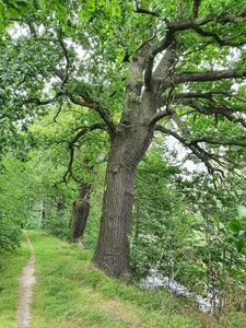 Oak (southly) at the dam Kirchenteich (Grethen)