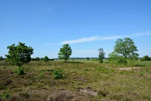 Jägersburger Heide