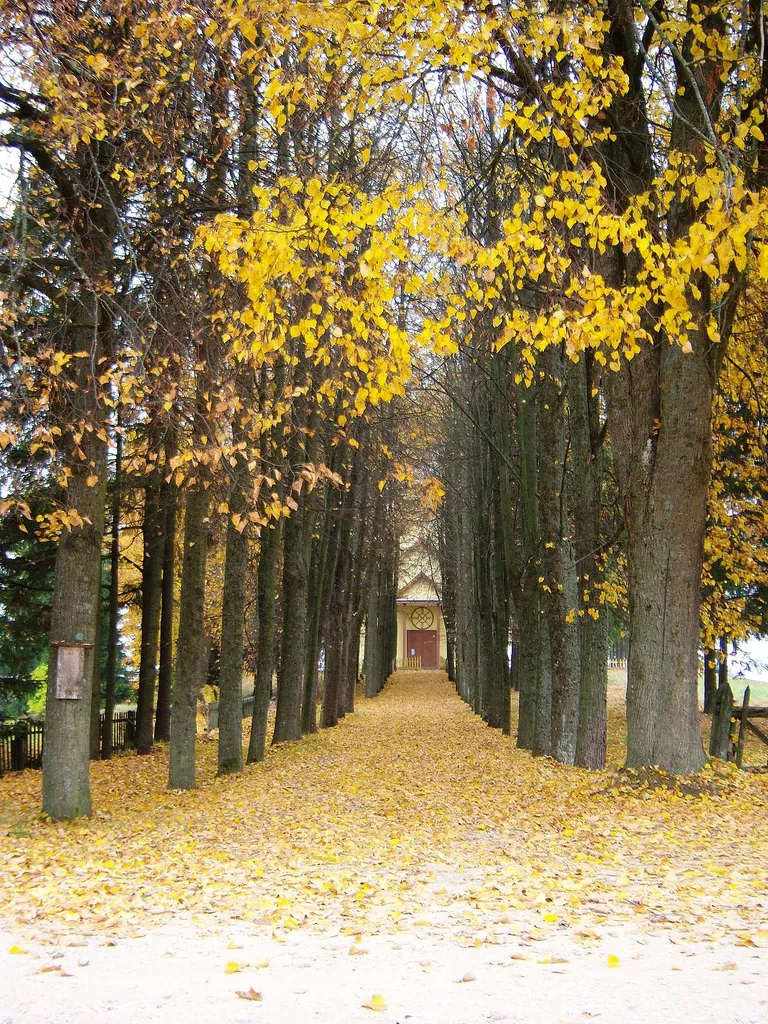 Užunvėžiai, alley of lime trees, Anykščiai District, Lithuania