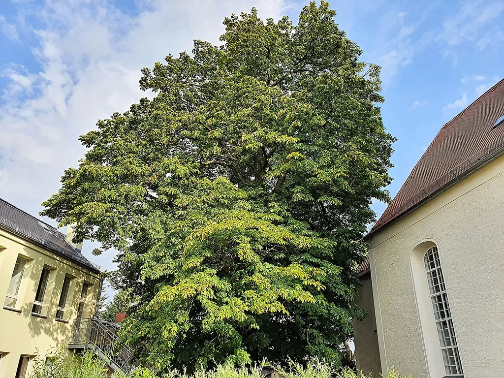 Naturdenkmal: Rosskastanie ('Aesculus hippocastanum') an der Kirche in Klinga, neben KiTa "Gänseblümchen" - Dorfstr.31