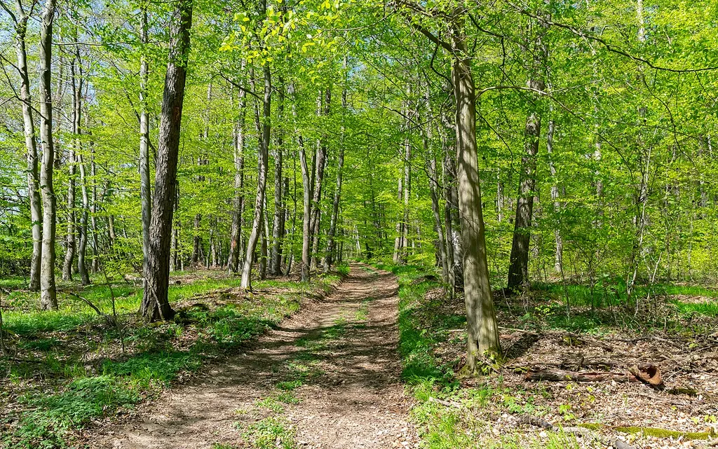 Naturschutzgebiet Buchenwälder zwischen Mühlenberg und Hasselburg in Beverungen, Kreis Höxter