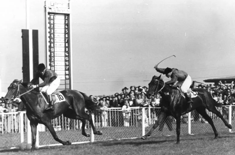 For documentary purposes the German Federal Archive often retained the original image captions, which may be erroneous, biased, obsolete or politically extreme. Illus-dpd "Alsterblüte" gewinnt das 80. deutsche Derby. Bei strahlendem Sonnenwetter fand in Hamburg-Horn das 80. Deutsche Derby vor 50000 Zuschauern statt. Sieger wurde die Stute "Asterblüte" mit Jockey Walter Held aus dem Stall Schlenderhan vor ihrer Stallgefährtin Aubergine mit eineinhalb Längen Vorsprung. Unser Bild zeigt "Alsterblüte" im Ziel vor Aubergine. 10-7-49 3569-49
