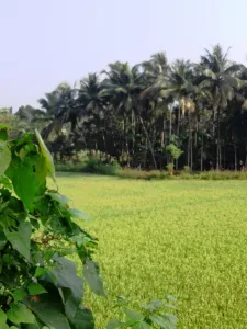 Pattambi