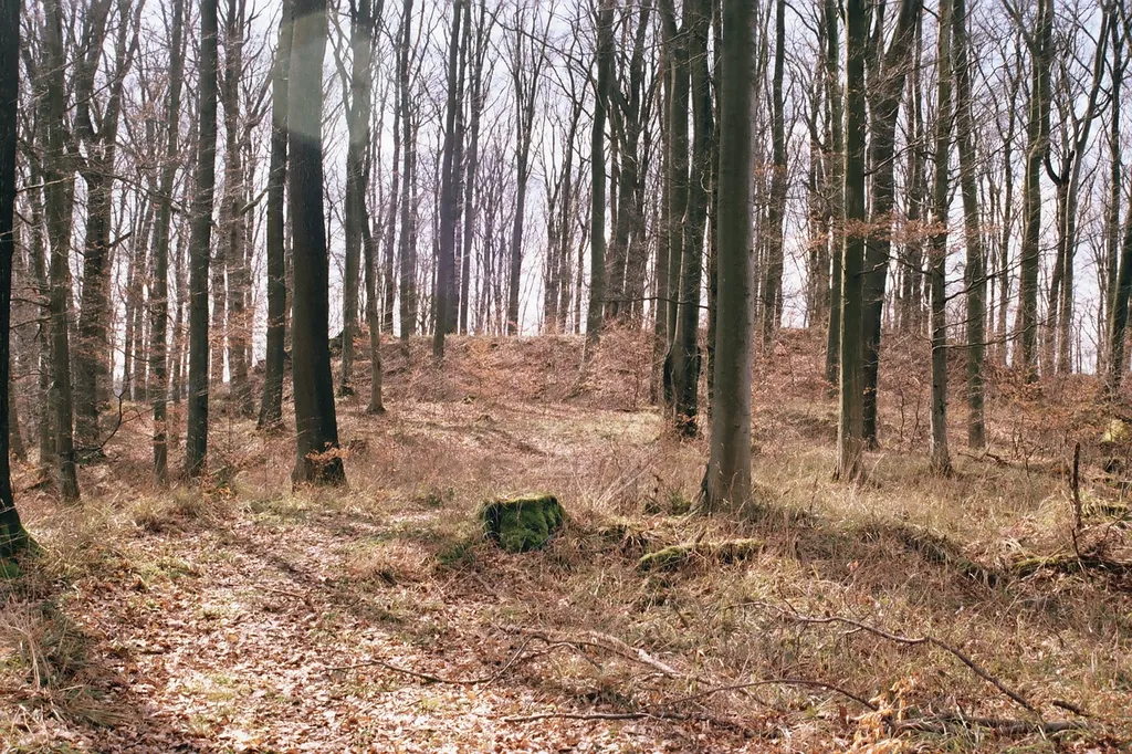 Blick aus Osten auf den Ringwall mit vorgelagertem Graben, links Zugang