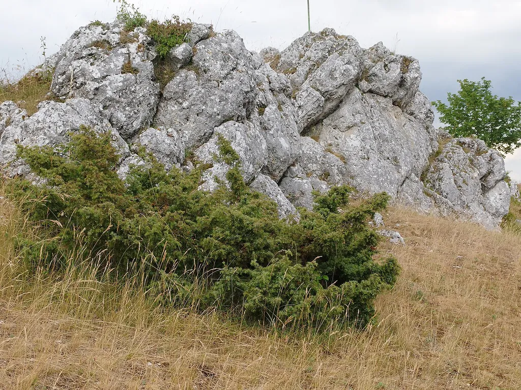 Landschaftsschutzgebiet „Schutz von Landschaftsteilen im Bereich der Stadt Harburg und der Gemarkung Großsorheim“ (LSG-00253.01): Harburg-Großsorheim, typische Trockenrasenfläche mit einzelnen kleinwüchsigen Wacholdern