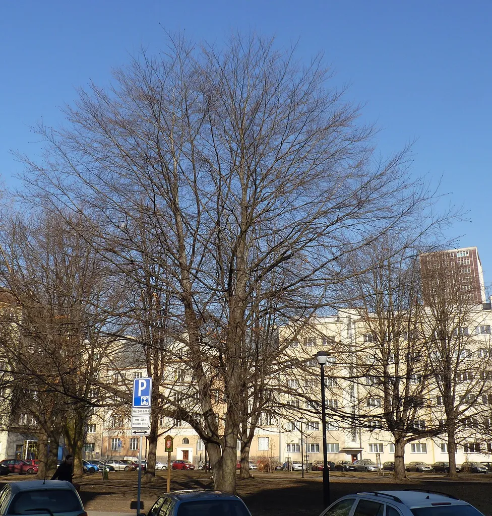Fagus sylvatica, famous tree in Moravská Ostrava. Ostrava-city District, Moravian-Silesian Region, Czech Republic