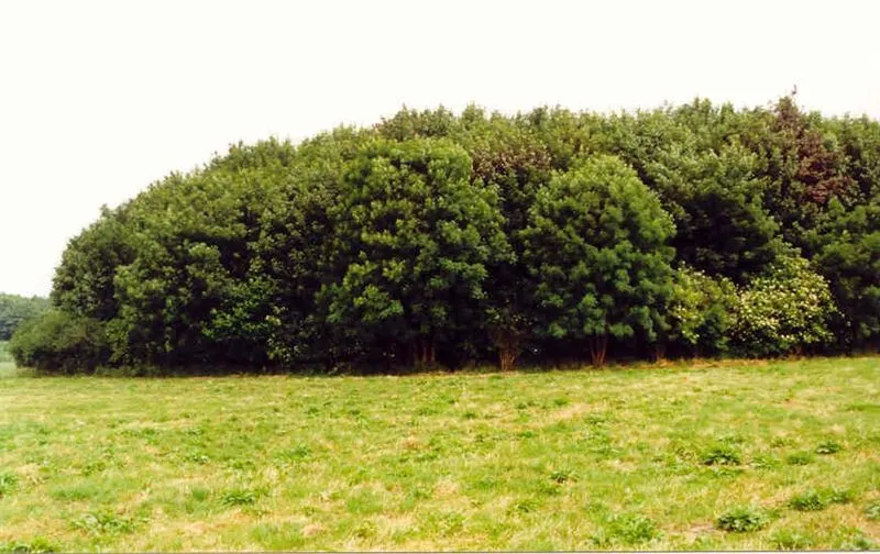 Slawischer Burgwall Harkenwall bei Feldhusen in Nordwestmecklenburg