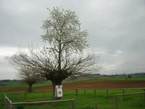 Bialbero di Casorzo