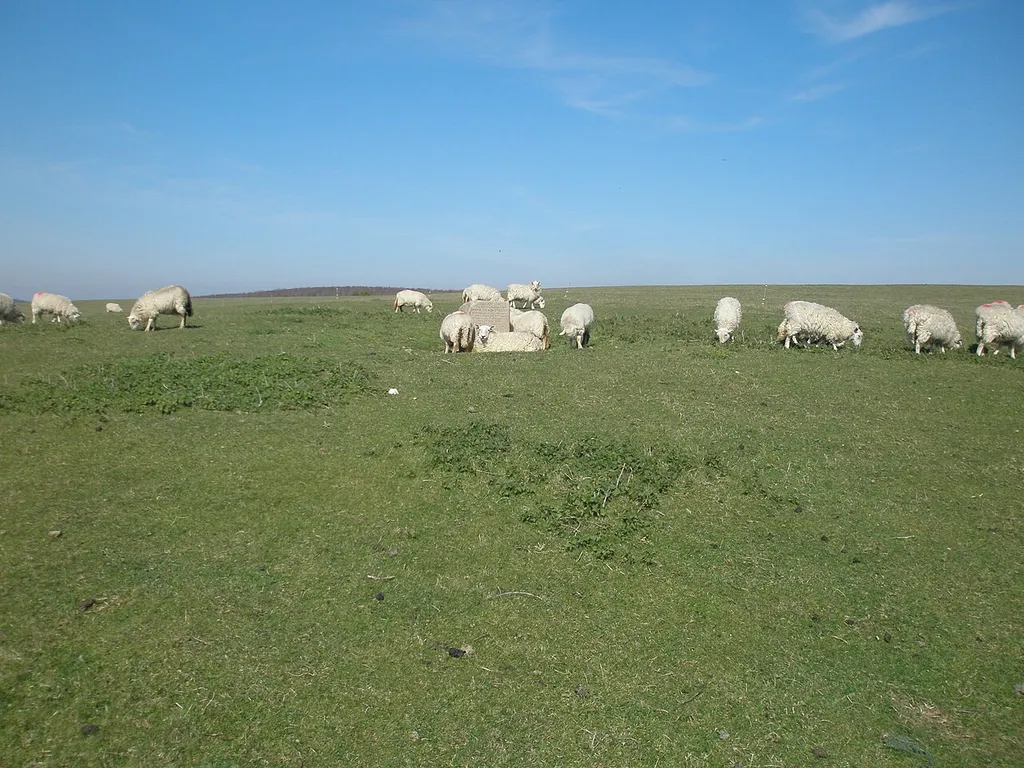 Sheep gathering round the stone memorial for Exceat Church