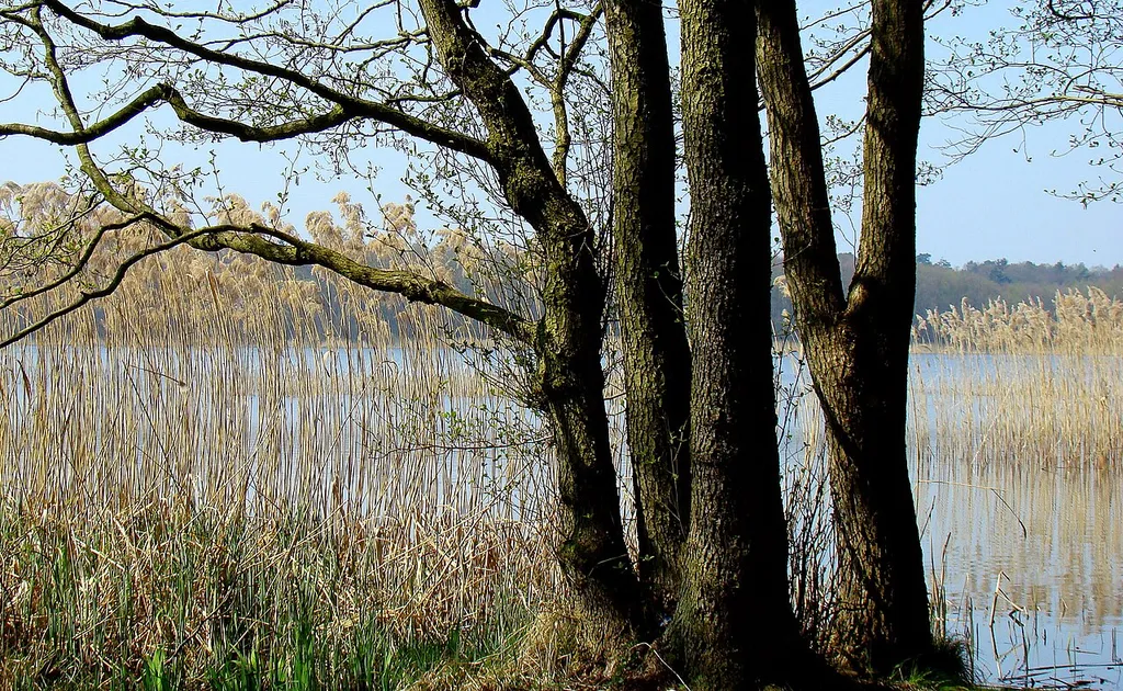 Jezioro Myśliborskie Wielkie (Gmina Nowe Warpno, Województwo zachodniopomorskie), Polska / (Powiat Uecker-Randow, Meklemburgia-Pomorze Przednie), Niemcy