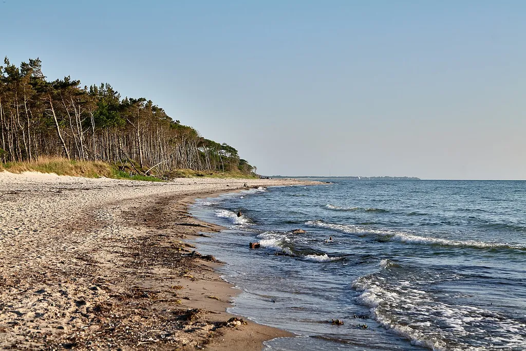 Weststrand Darß in the core area of the national park Vorpommersche Boddenlandschaft.