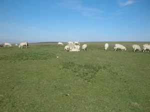 Remains of Exceat parish church: part of the former medieval settlement of Exceat, 690m south south west of Westdean Manor