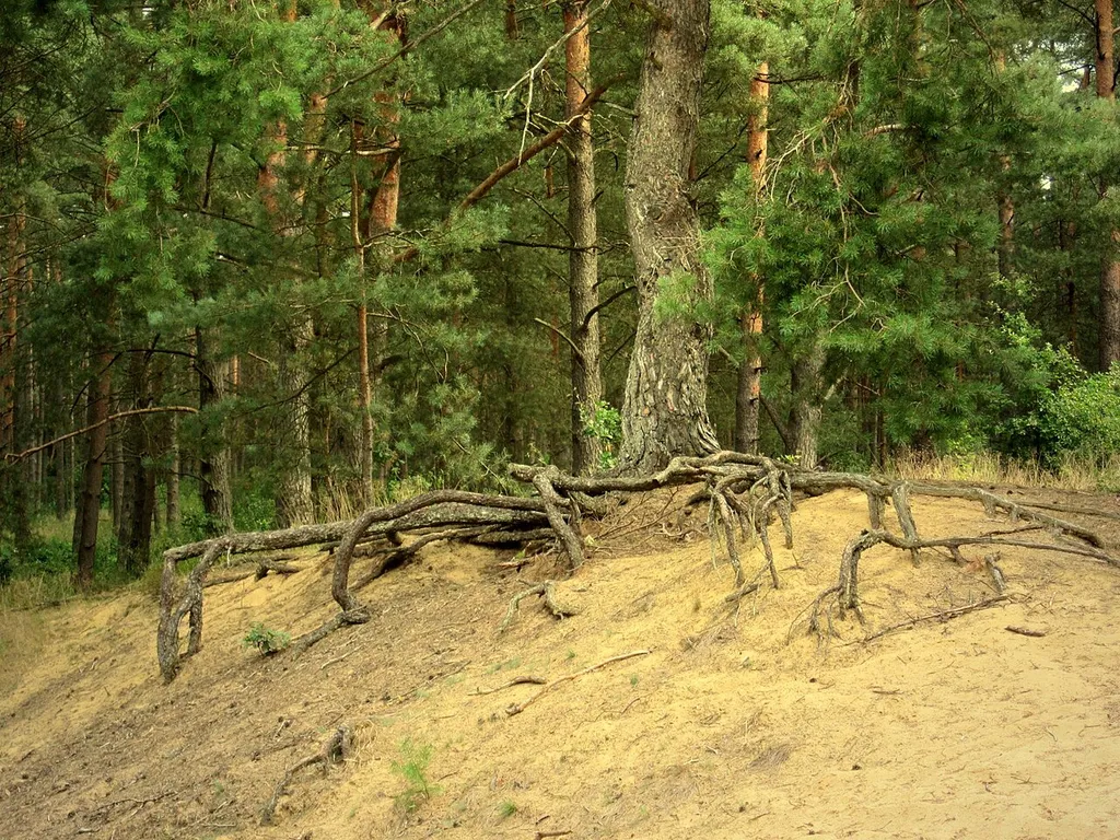 Naturschutzgebiet „Binnendünen bei Siegenburg und Offenstetten“ (NSG-00221.01, Niederbayern). Ein wenig wandern die Dünen auch heute noch. Diese Kiefer wird seit einigen Jahren von "ihrer" Düne unterwandert. – Die Dünen bei Siegenburg und Offenstetten in Niederbayern enstanden aus Flugsand. Nach der letzten Eiszeit war der Boden aufgrund von spärlichem Bewuchs nicht ausreichend vor Erosion geschützt. Leichte Sandkörner wurden aus den Donauniederungen angeweht. Die bis zu zehn Meter hohen Sanddünen existieren bis heute. Bis zur Bewaldung der Dünen nach der Eiszeit waren die Dünen in ständiger Bewegung. Heute sind die Sanddünen großteils von Kiefernwäldern bedeckt. In den Dünen leben seltene, gefährdete und hoch spezialisierte Tiere und Pflanzen. Nährstoffarmut, Wassermangel und der sandige Untergrund forderten sie seit jeher und führten zu enormen Spezialisierungen.