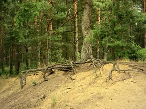 Binnendünen bei Siegenburg und Offenstetten