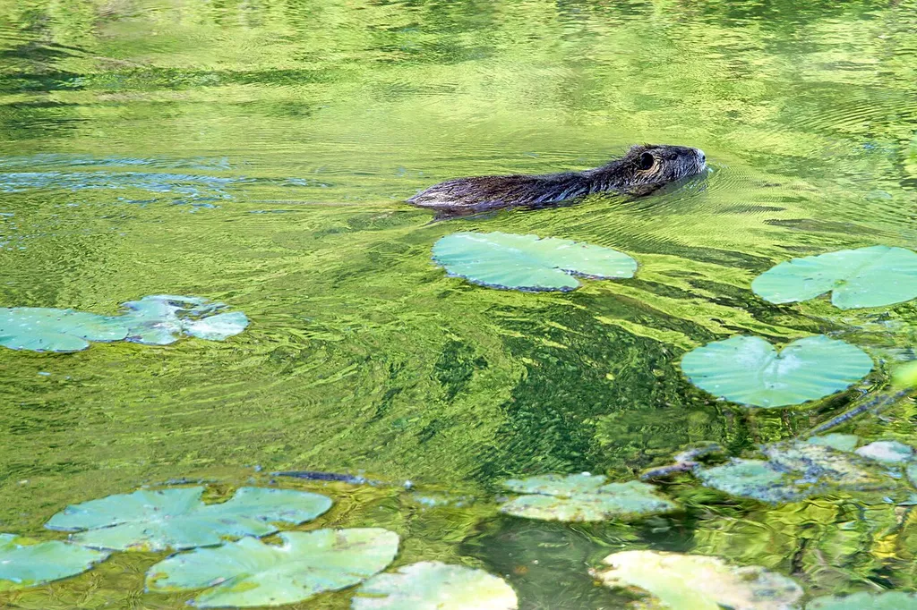 Nutria resp. coypu in the waters of species conservation area Neuburger Altrhein, Rheinland-Pfalz, Germany