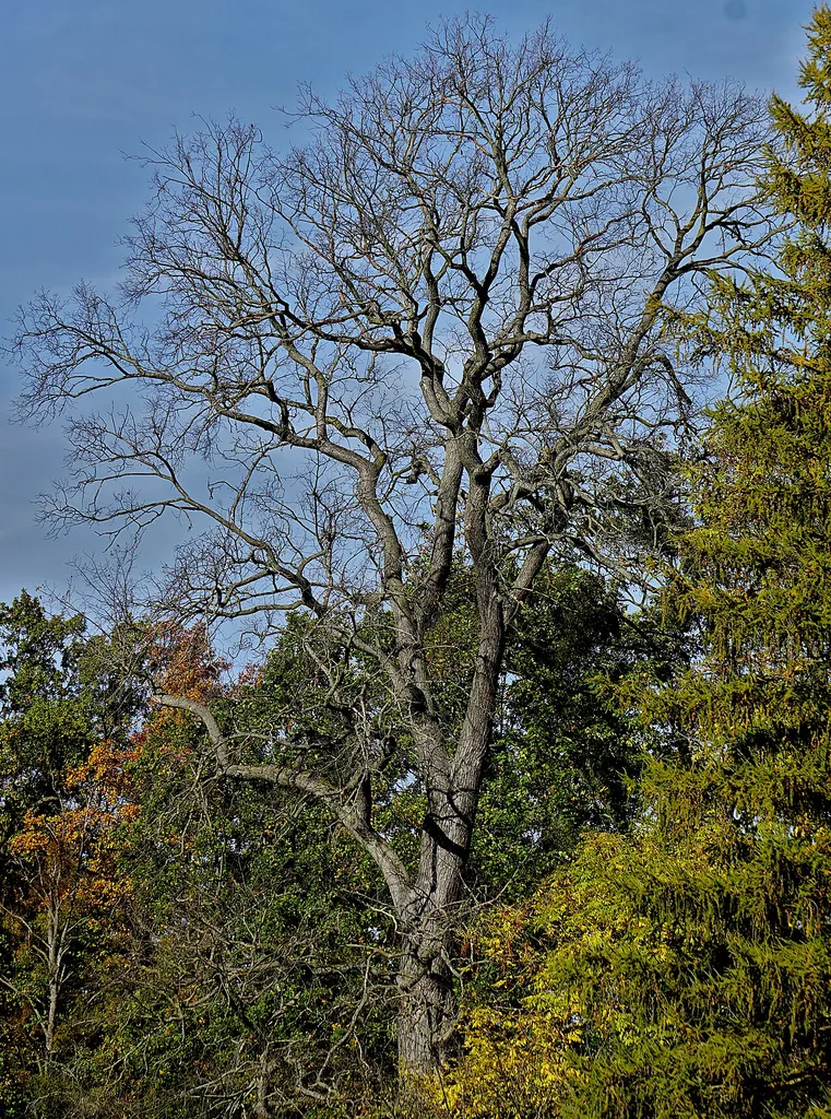 MEI 073; Stieleiche am Fasanenschlösschen bei Moritzburg.