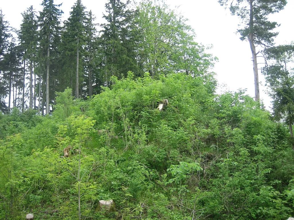 Zwickerburg auf dem Falken bei Ittelsburg, Bad Grönenbach