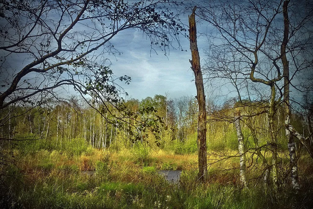 Freimoor