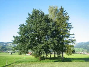 Bibiton Castle