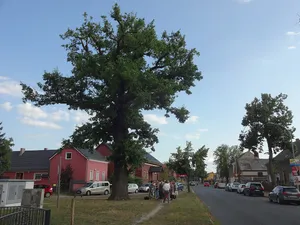 Naturdenkmal Friedenseiche