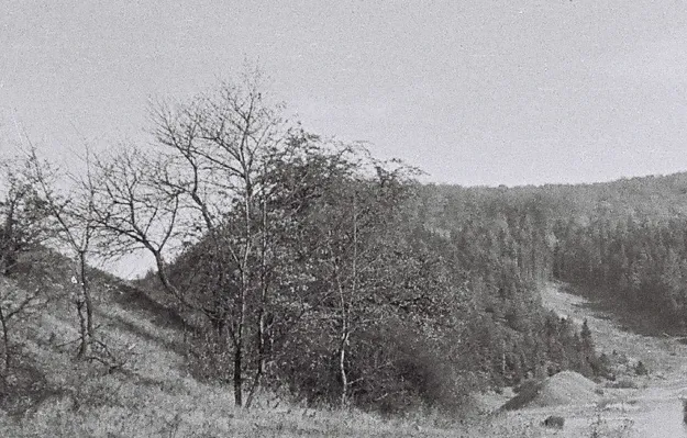 Der Burgberg im Hainich bei Berka vdH - Ansicht von Westen