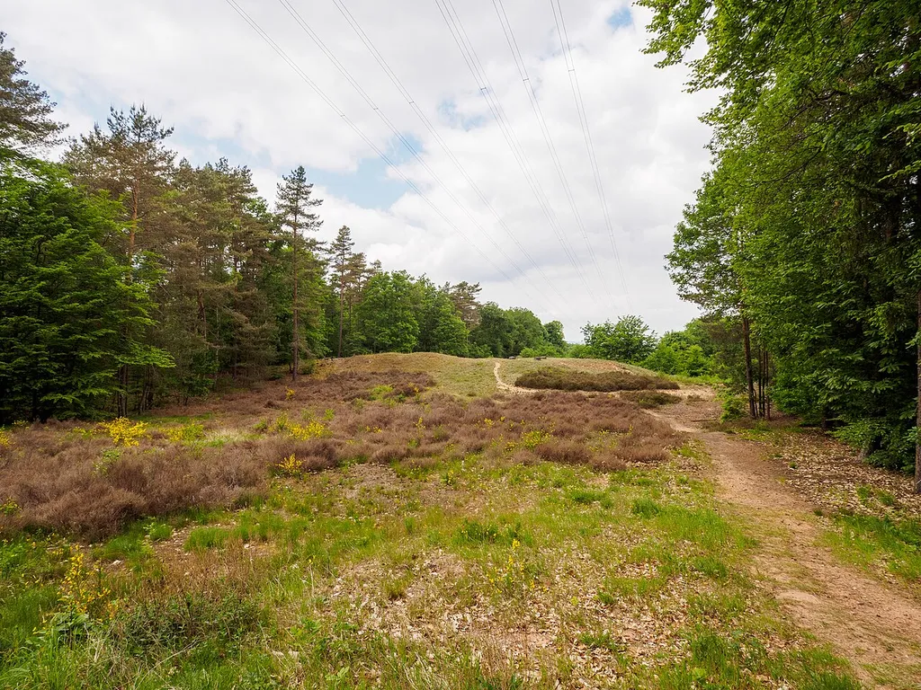 Landschaftsschutzgebiet "Binnendüne nordöstlich Homburg" (L 6610-303)