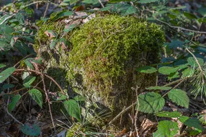 Grenzstein Untere Gemeinde in Fürth