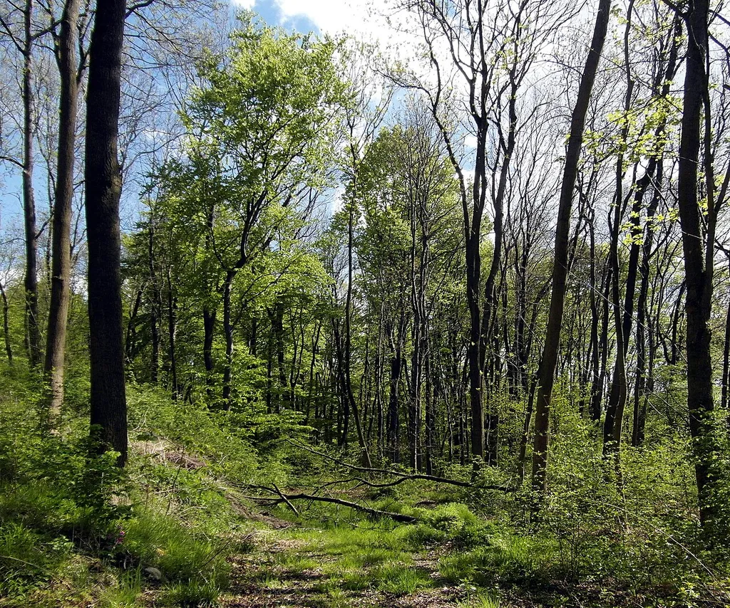 Weg auf dem Abraham am Westrand des Landschaftsschutzgebiets LSG HI 00055 Hallerburger Holz