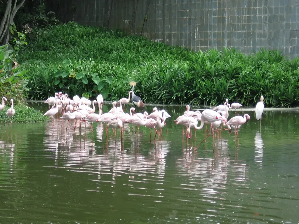 Jurong Bird Park