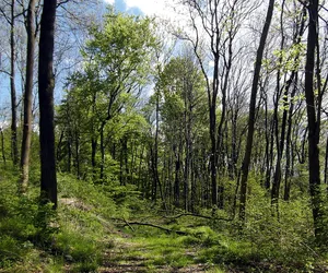 Hallerburger Holz