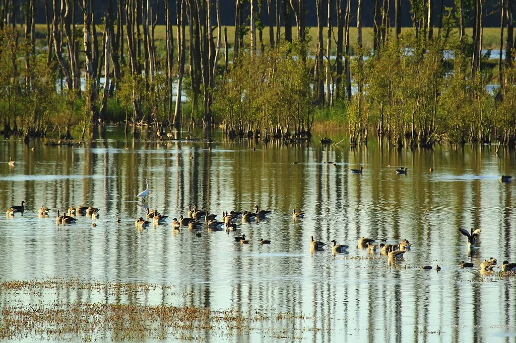 Graugänse (Anser anser) im Landschaftsschutzgebiet L 67b „Unteres Peenetal (Mecklenburgische Seenplatte, Altkreis Demmin)“ im Landkreis Mecklenburgische Seenplatte, Mecklenburg-Vorpommern